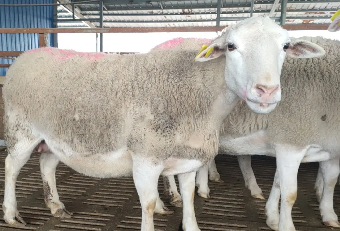 羊用催肥促长添加剂怎么用？如何选择？