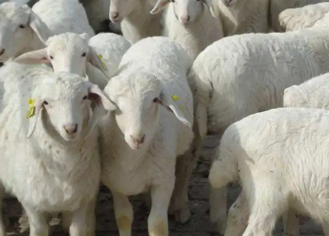 羊用催肥促长添加剂怎么用？如何购买？