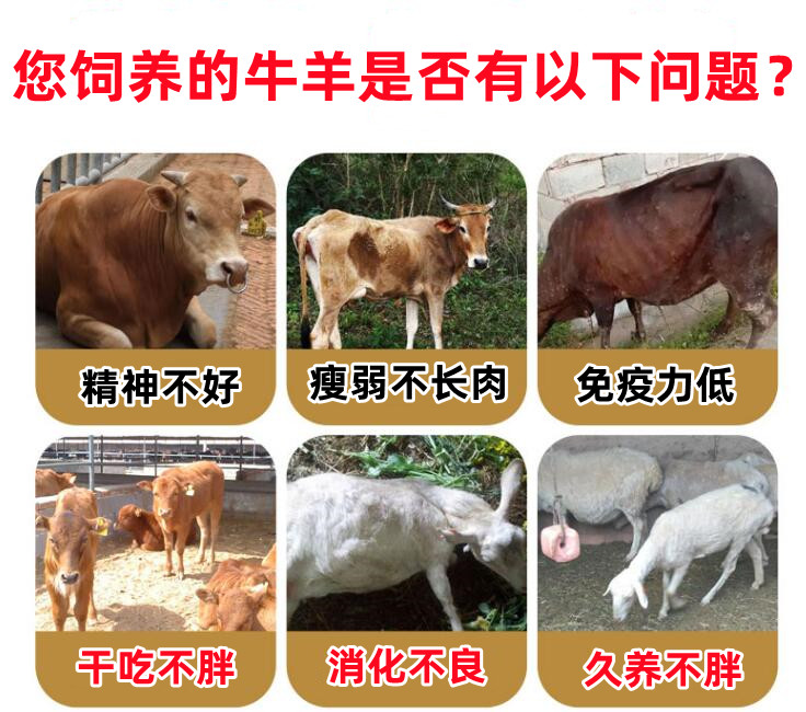 肉牛肉羊控油促生长剂怎么选择？