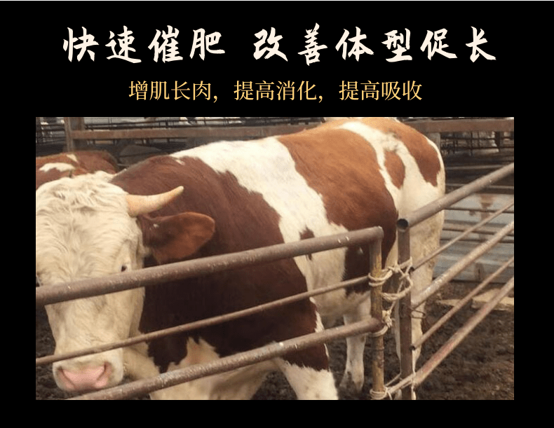 牛催肥添加剂 肉牛催肥促长添加剂厂家发货