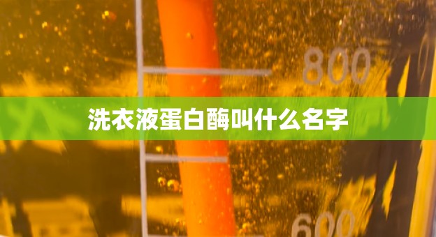 洗衣液蛋白酶叫什么名字