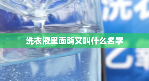 洗衣液里面酶又叫什么名字