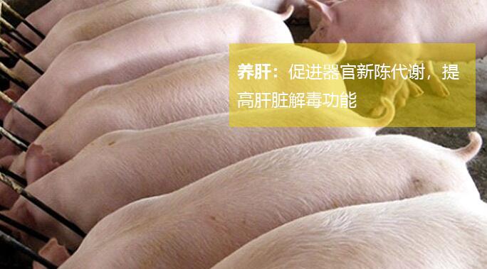 瘦猪催肥剂那家可靠 猪催肥最简单方法 - 中国日化配方网