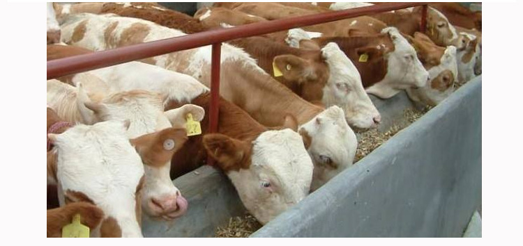 牛用催肥饲料添加剂正规么?