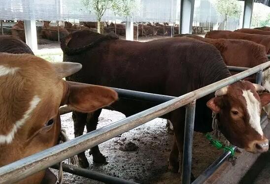 牛专用催肥饲料添加剂怎么选择？牛催肥育肥怎么喂才好？