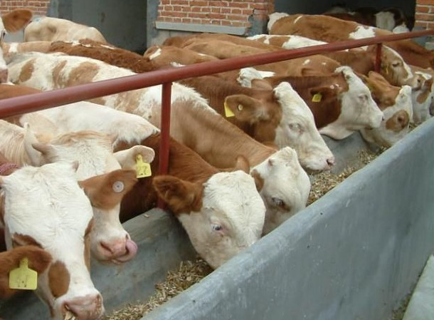 牛饲料添加剂多钱？