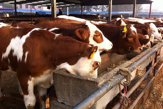 牛饲料添加剂多钱？
