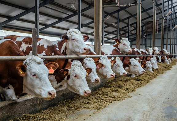4%肉牛预混料厂家哪家可靠？