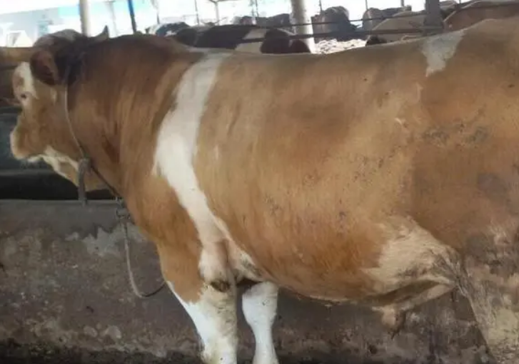 牛增重哪家产品可靠?