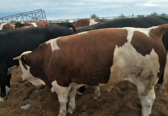 养牛用的去油增肉的添加剂有哪些？