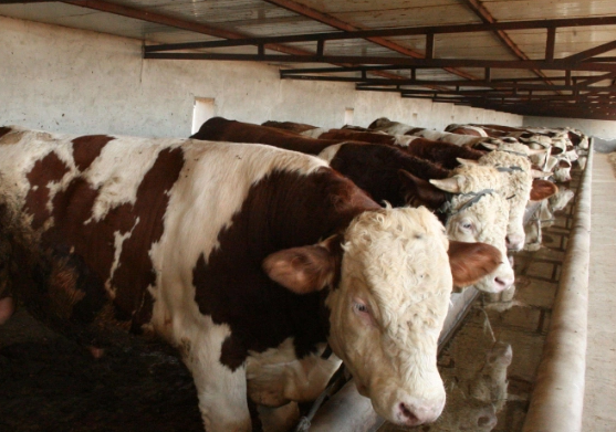 养牛用的去油增肉的添加剂有哪些？