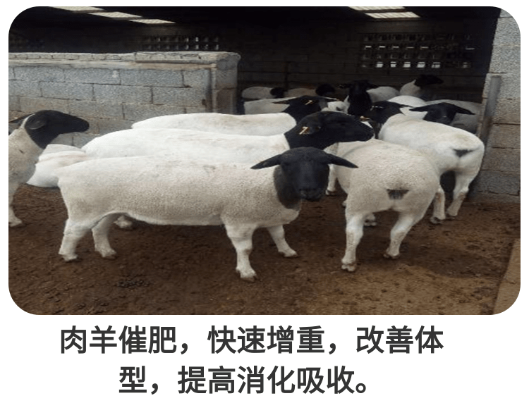 饲美佳的牛羊催肥剂能有什么效果？