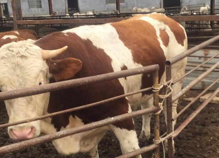 牛用催肥添加剂有哪些?