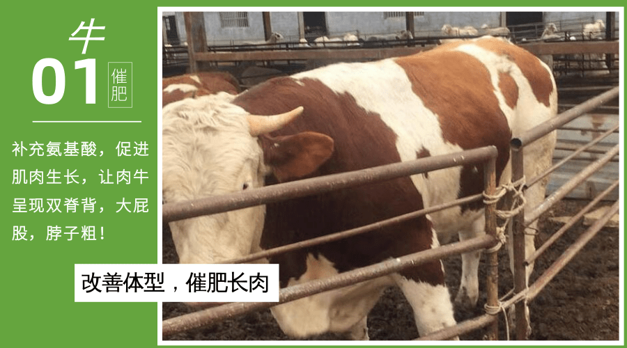 牛用催肥添加剂的作用