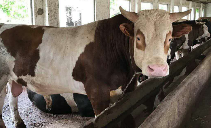 铁铜钙镁锌牛必须用吗?