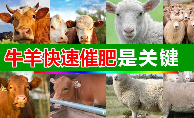 牛用催肥小料增重长肉那家好