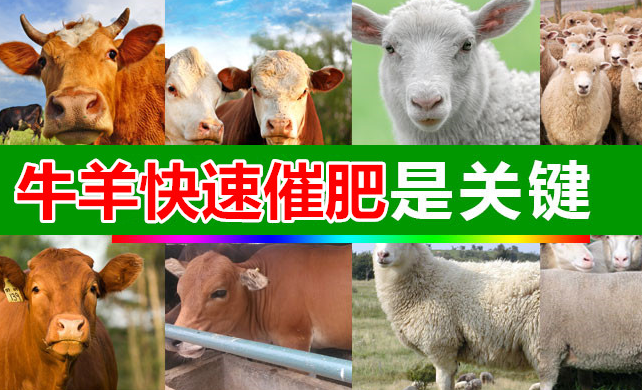 羊催肥饲料添加剂 益生菌促消化 牛羊预混料 一包也可发货